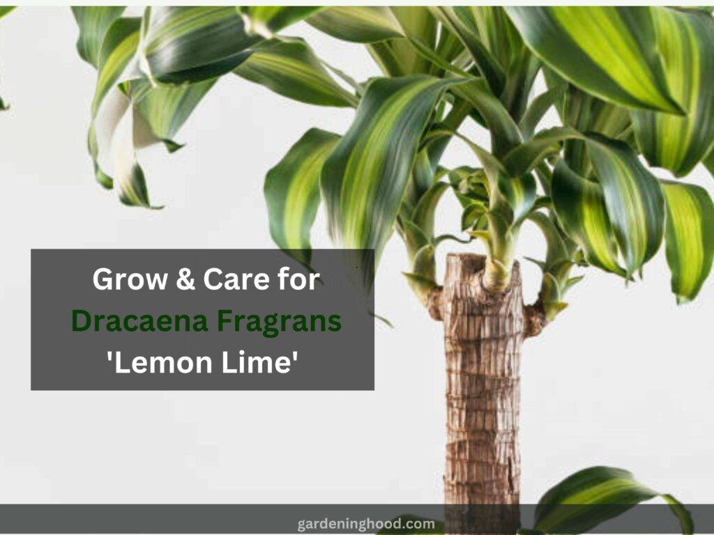 How to Grow & Care for Dracaena Fragrans 'Lemon Lime' (2023)