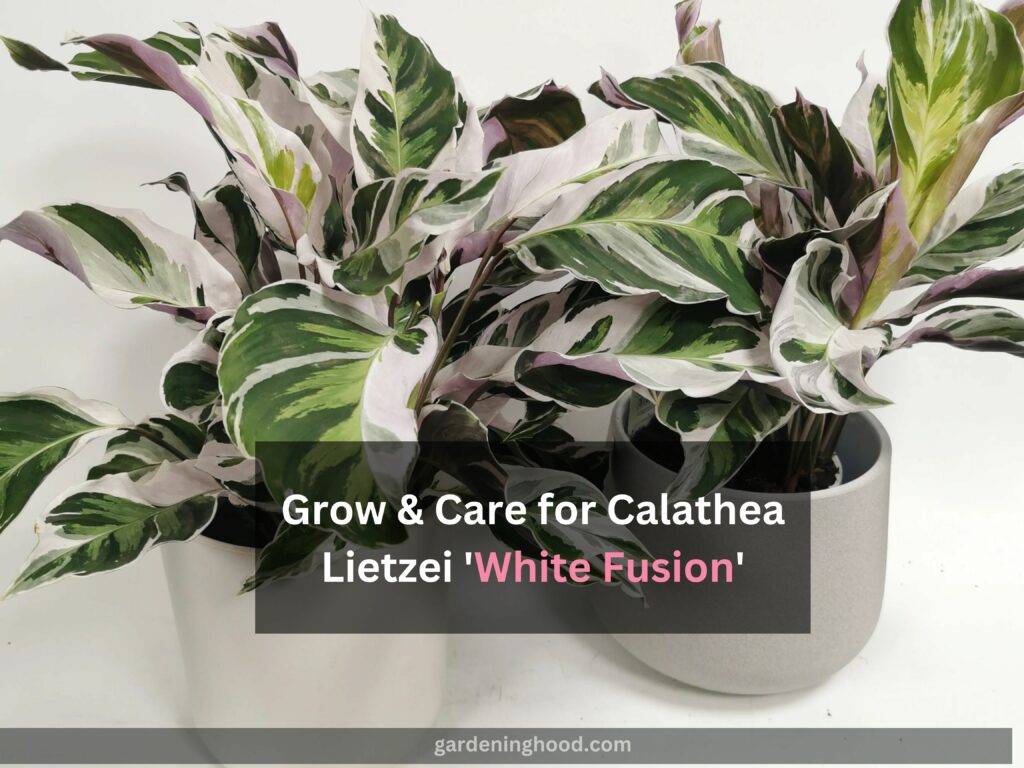 How to Grow & Care for Calathea Lietzei 'White Fusion'