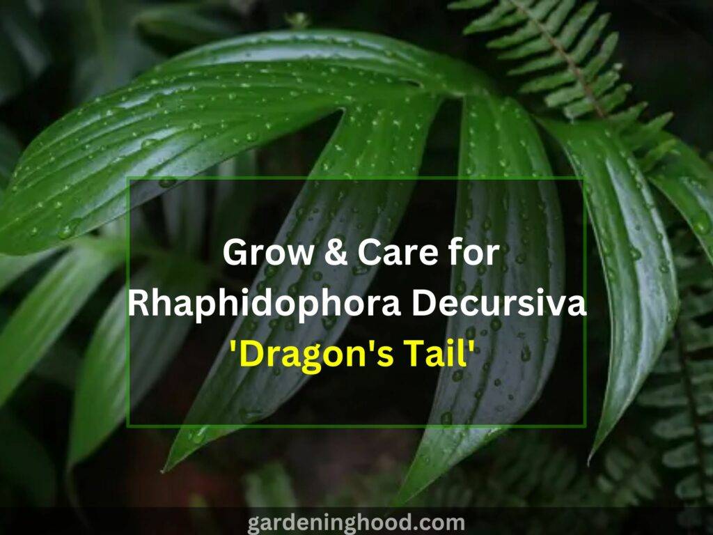 Grow & Care for Rhaphidophora Decursiva 'Dragon's Tail'