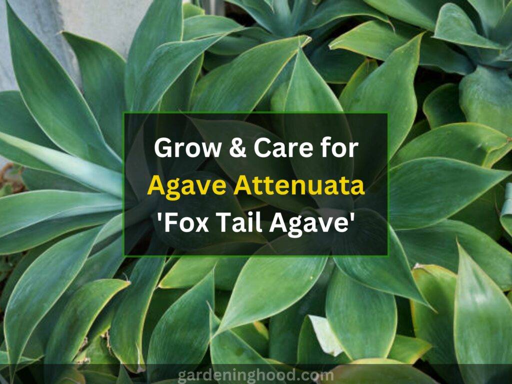 Grow & Care for Agave Attenuata 'Fox Tail Agave'