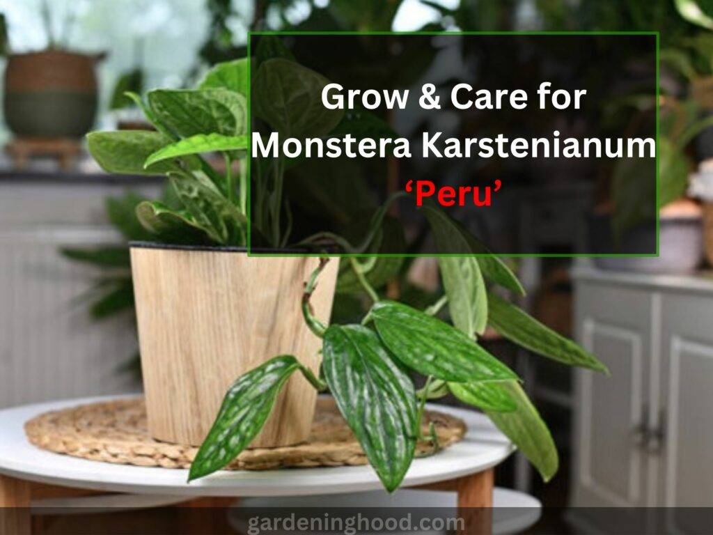 How to Grow & Care for Monstera Karstenianum ‘Peru’
