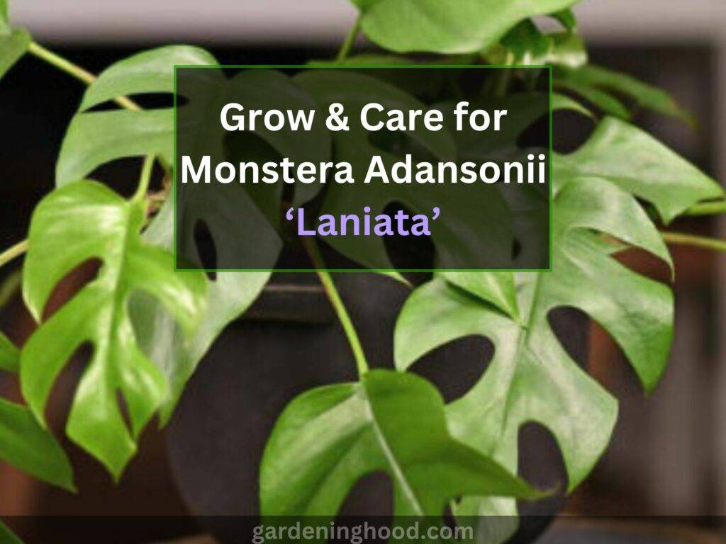 grow & care for monstera adansonii ‘laniata’