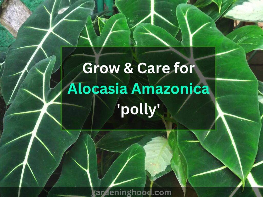 grow & care for alocasia amazonica 'polly'