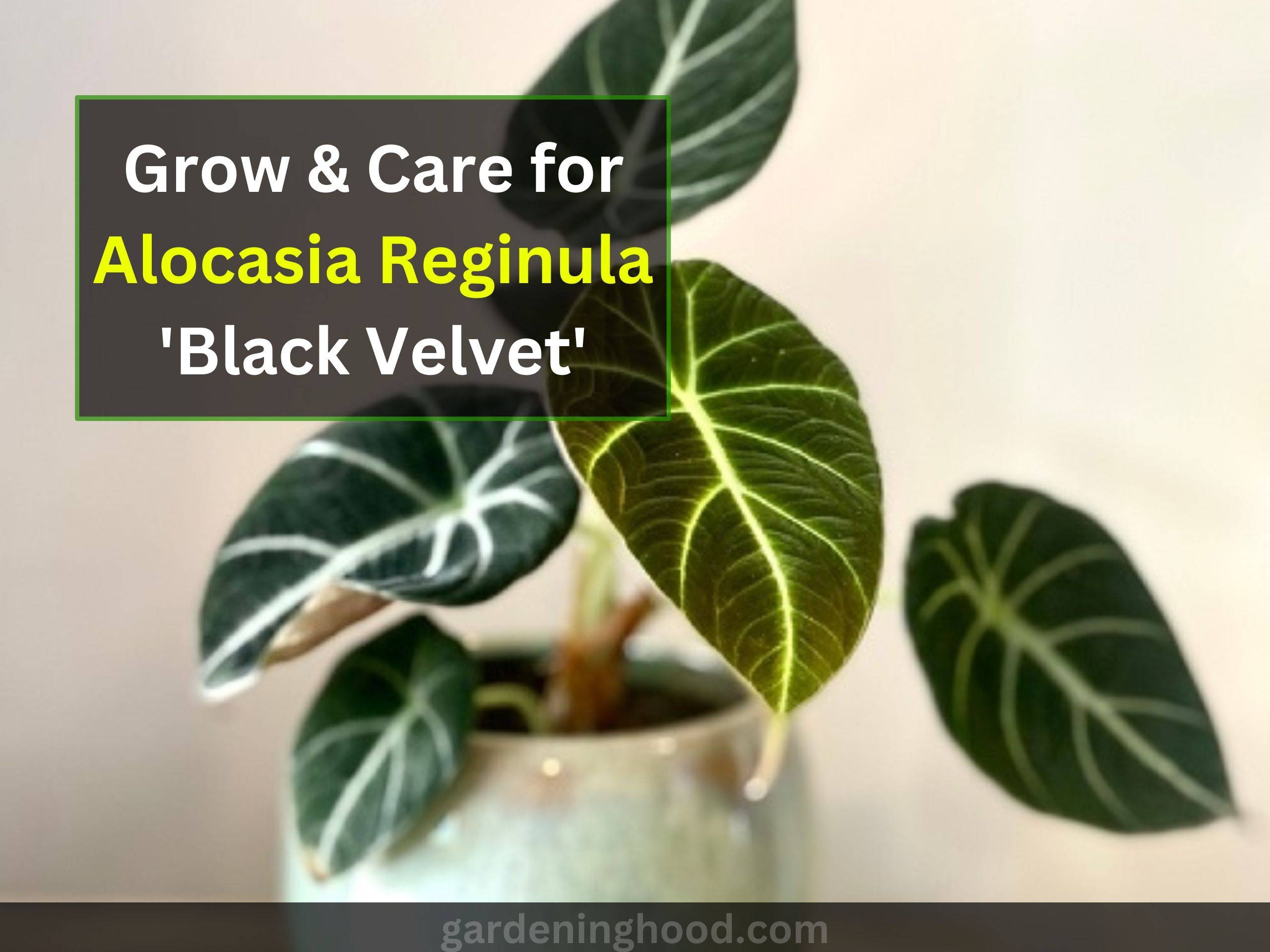 Grow & Care for Alocasia Reginula 'Black Velvet'