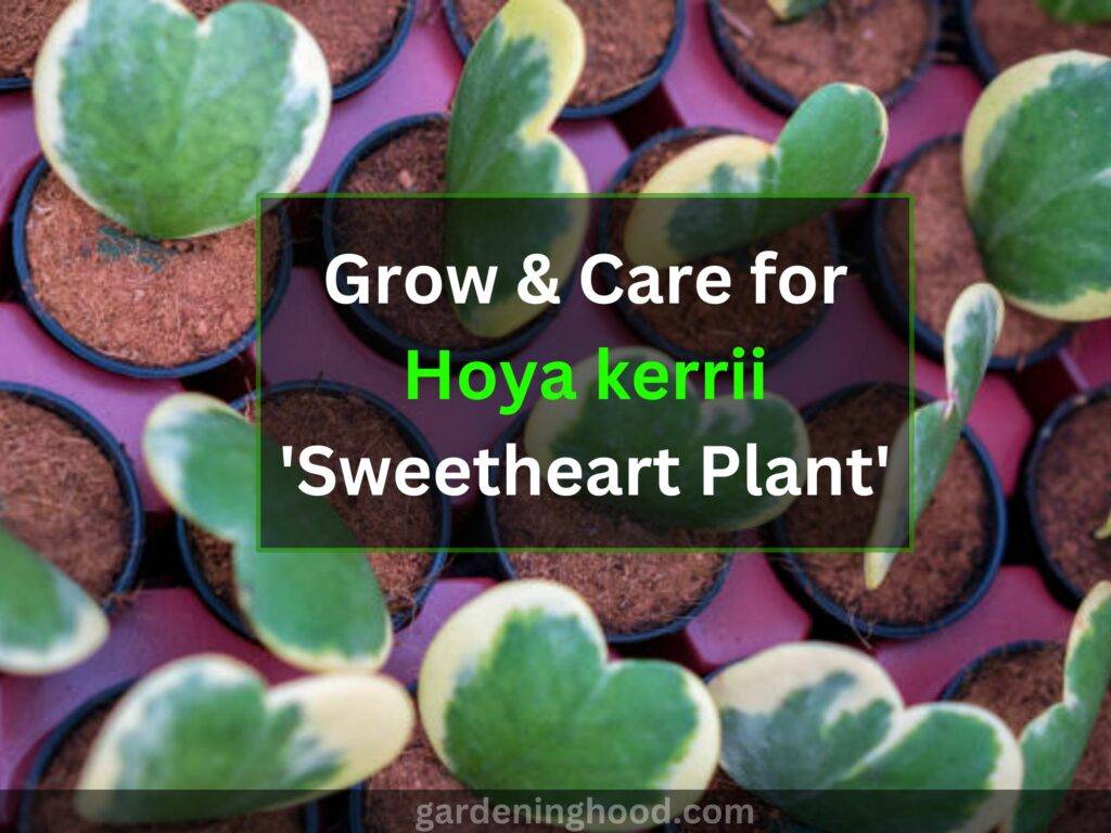 Grow & Care for Hoya kerrii 'Sweetheart Plant'