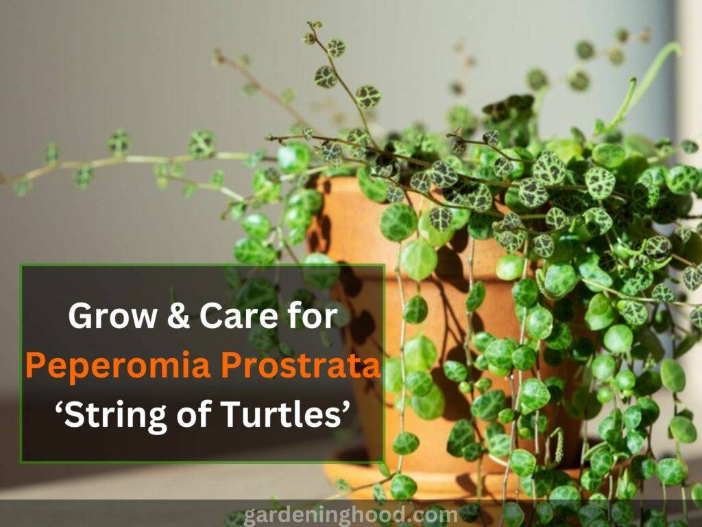 Grow & Care for Peperomia Prostrata ‘String of Turtles’