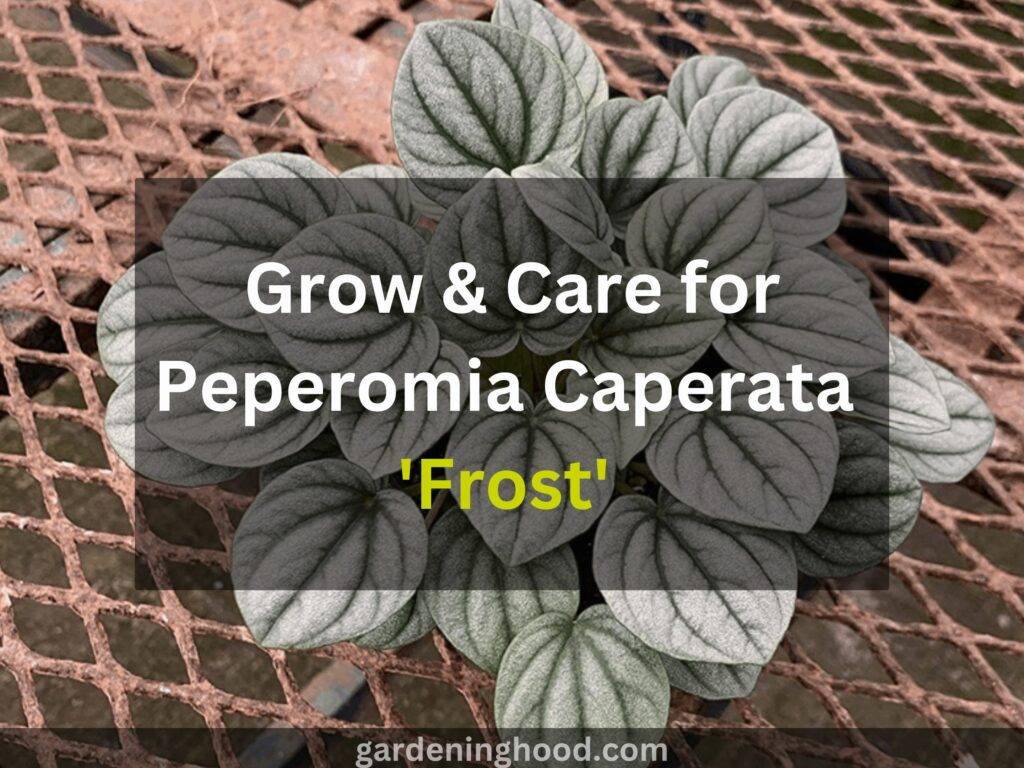 Grow & Care for Peperomia Caperata 'Frost'