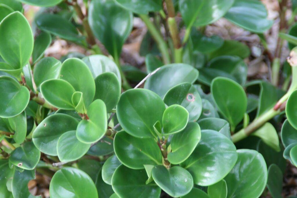 How to Grow & Care for Peperomia obtusifolia ‘Baby Rubber Plant