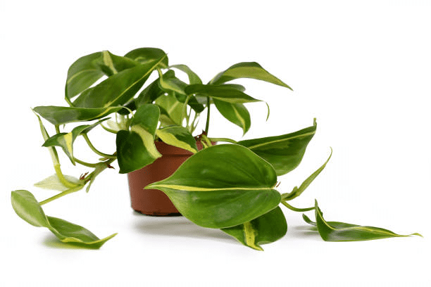 Philodendron Hederaceum 'Lemon Lime'