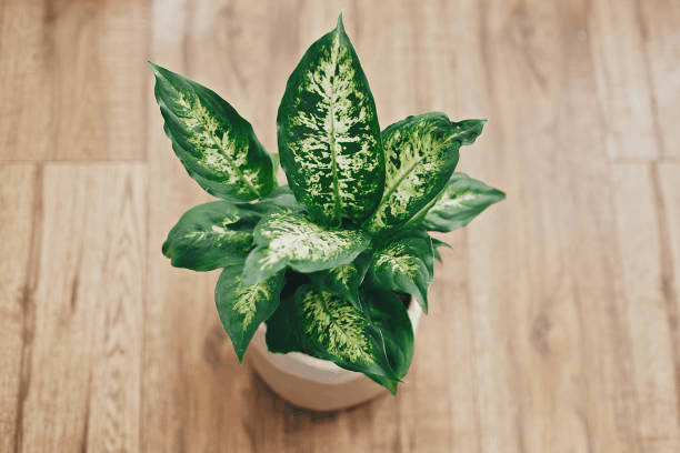 How to Grow & Care for Dieffenbachia 'Dumb Cane Camille' (2023)