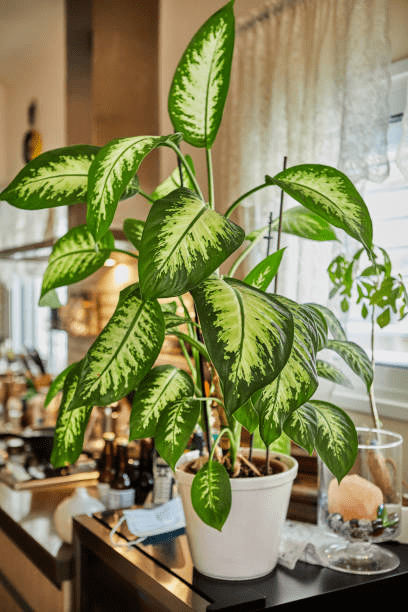 How to Grow & Care for Dieffenbachia 'Dumb Cane Camille' (2023)