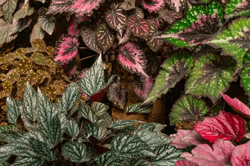 Begonia Rex 'Escargot Begonia' 