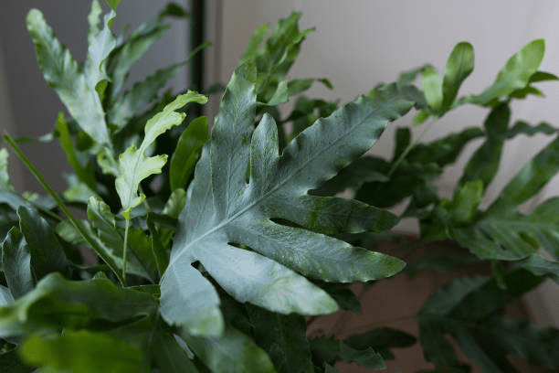 Phlebodium Aureum