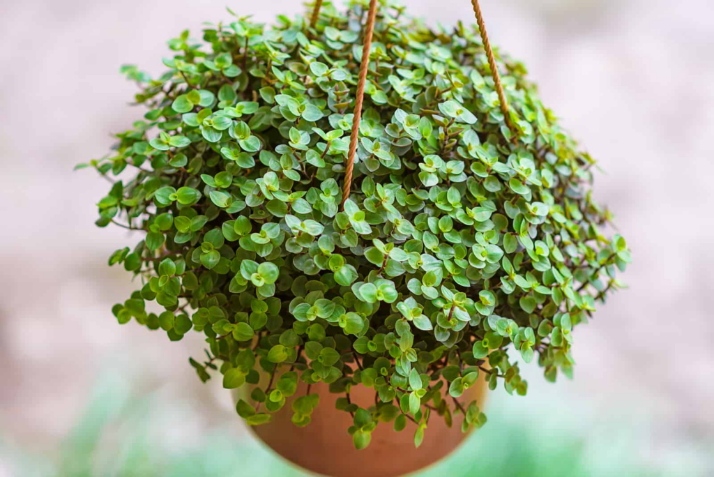 How to Grow & Care for Callisia Repens 'Turtle Vine'