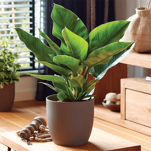 Grow & Care for Philodendron Erubescens ‘Imperial Green’
