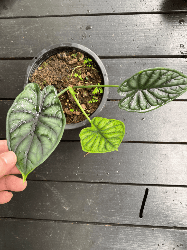 How to Grow & Care for Alocasia Baginda 'Dragon Scale'