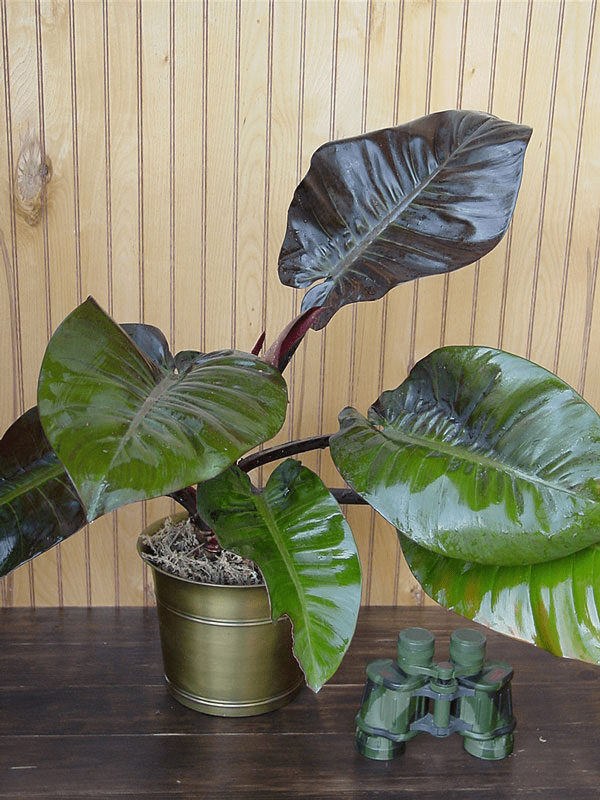 How to Grow & Care for Philodendron Erubescens 'Imperial Red' 