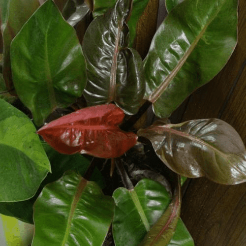 How to Grow & Care for Philodendron Erubescens 'Imperial Red' 