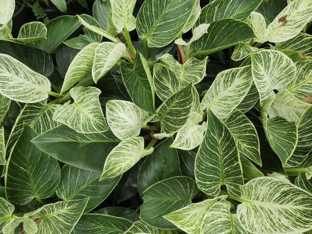 Grow & Care for Philodendron 'Birkin' 