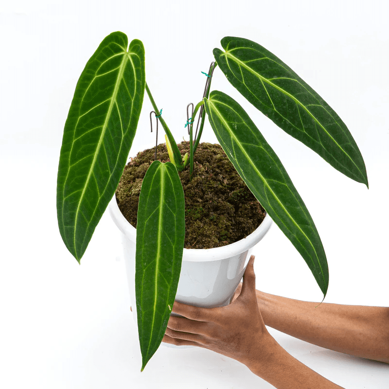 How to Grow & Care for Anthurium Warocqueanum ‘Queen Anthurium’ 