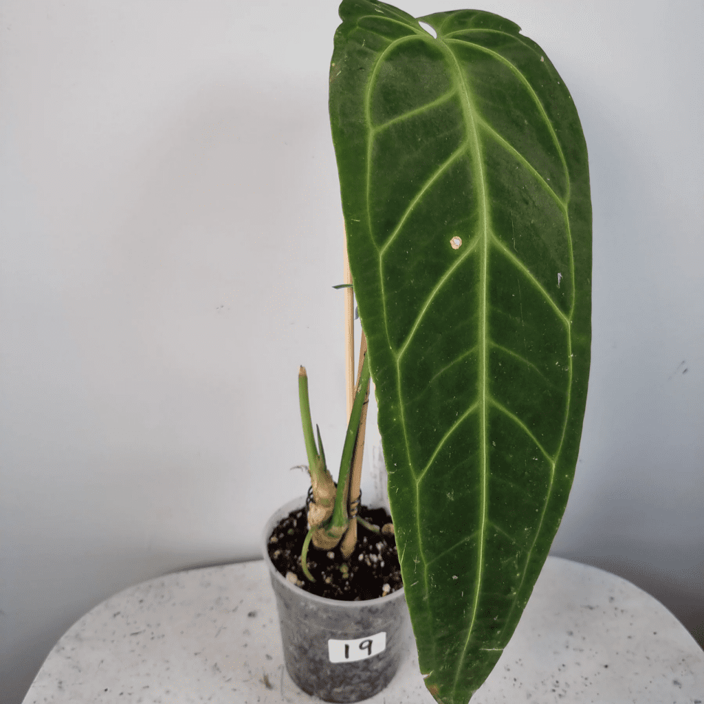 How to Grow & Care for Anthurium Warocqueanum ‘Queen Anthurium’