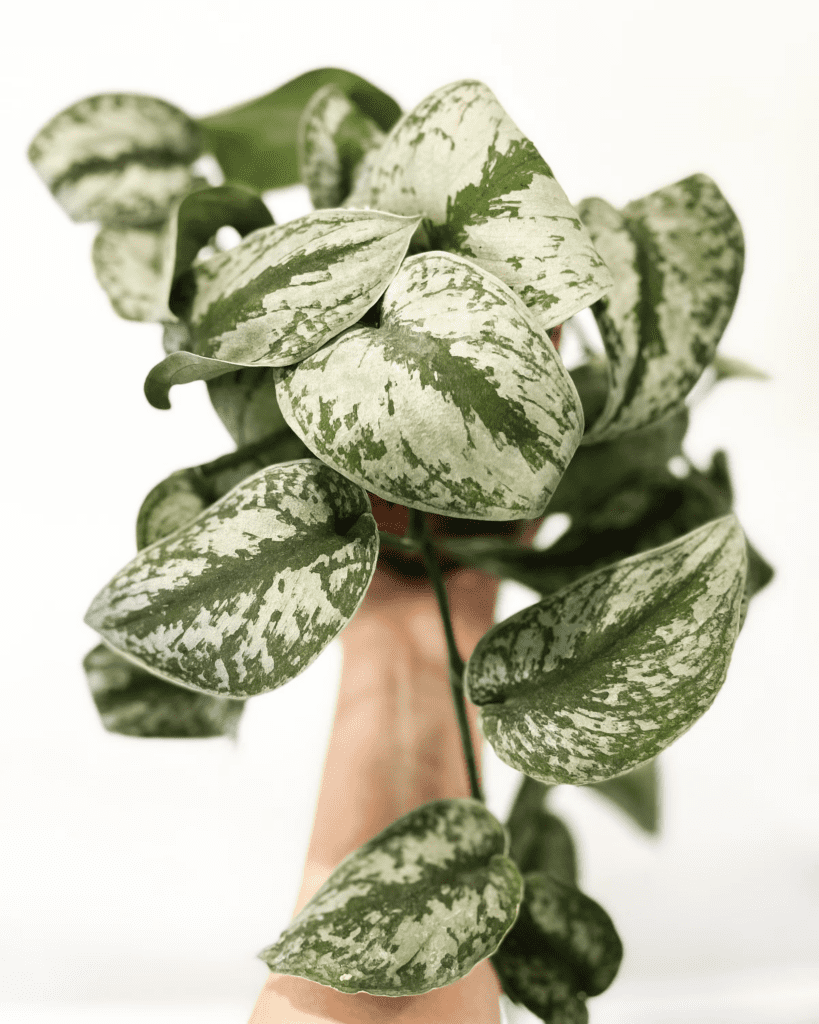 How to Grow & Care for Scindapsus Pictus 'Silvery Ann' 