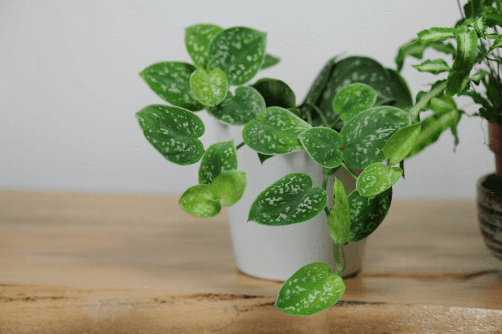 How to Grow & Care for Scindapsus Pictus 'Silvery Ann'