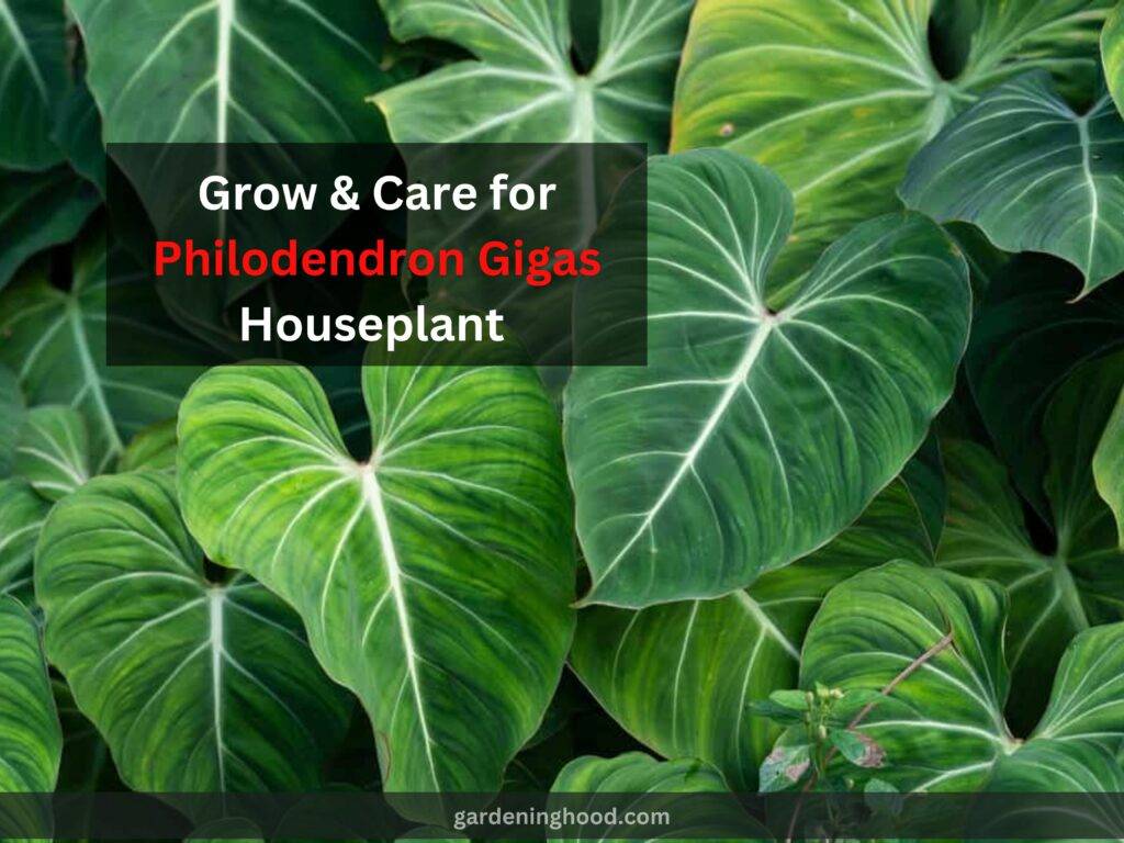 Philodendron Gigas Houseplant
