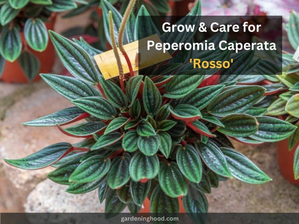 How to Grow & Care for Peperomia Caperata 'Rosso'