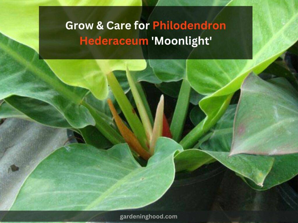 How to Grow & Care for Philodendron Hederaceum 'Moonlight'