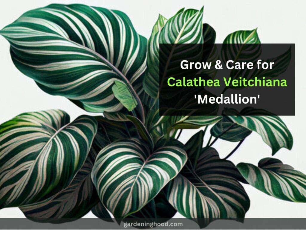 How to Grow & Care for Calathea Veitchiana 'Medallion' (2023)