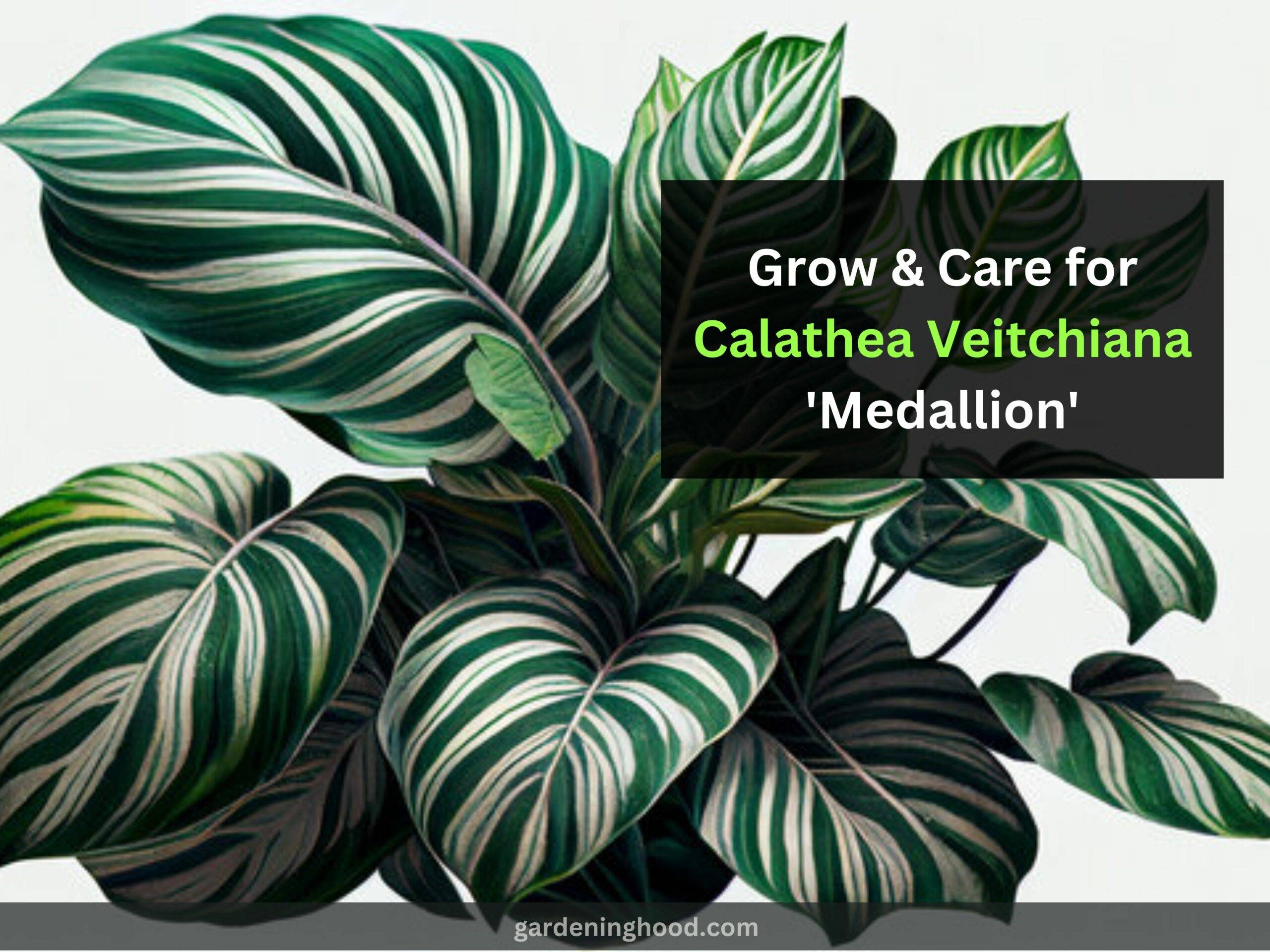 How to Grow & Care for Calathea Veitchiana 'Medallion' (2023)