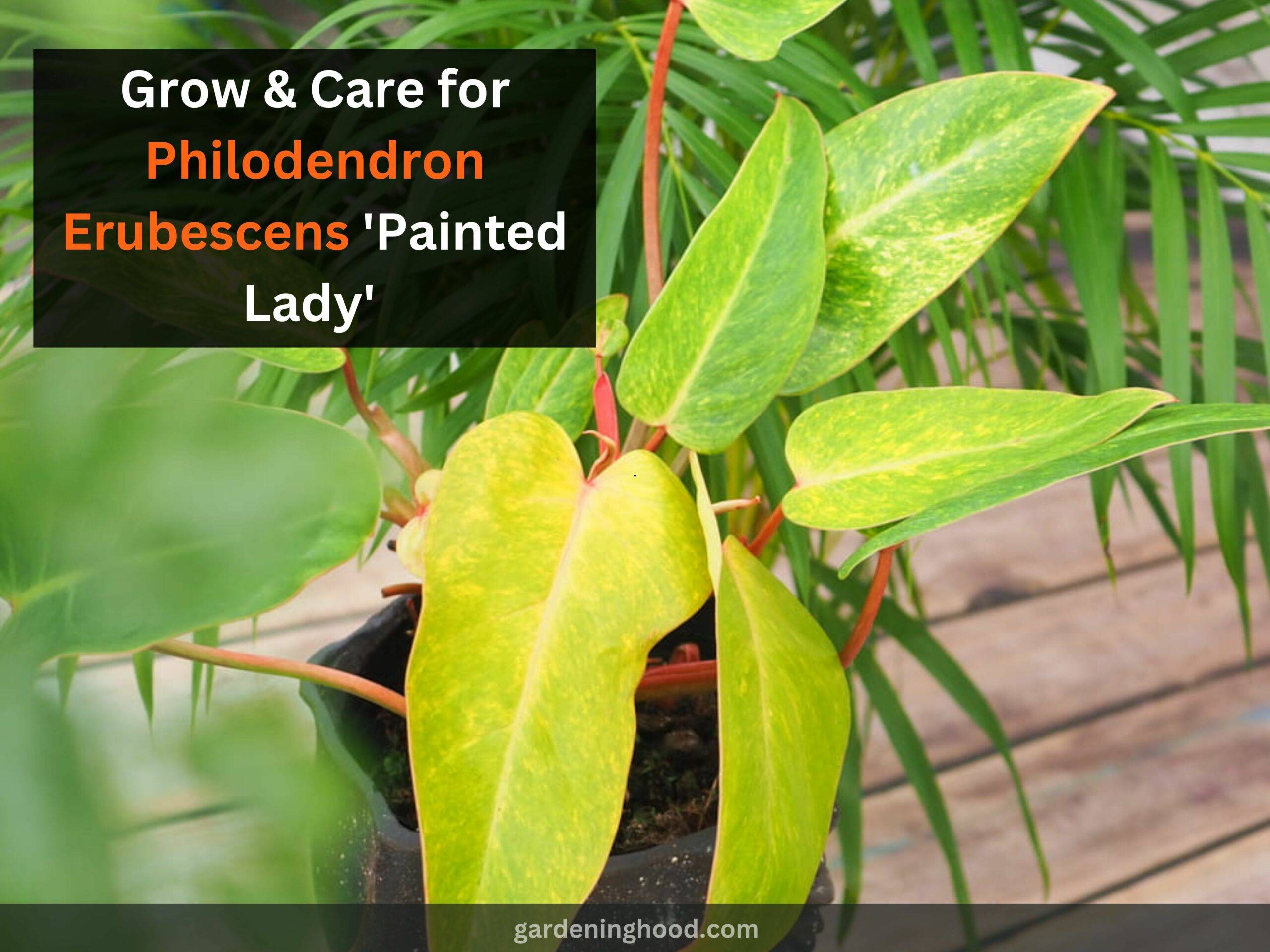 How to Grow & Care for Philodendron Erubescens 'Painted Lady' (2023)