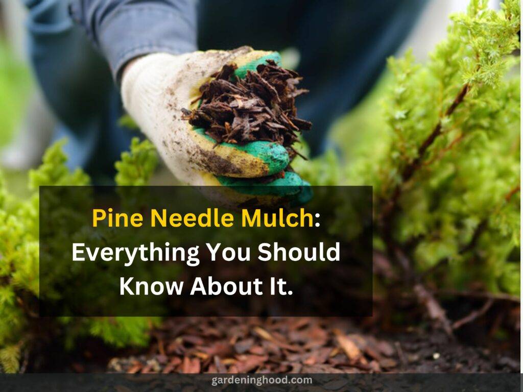 Pine Needle Mulch: Everything You Should Know About It.