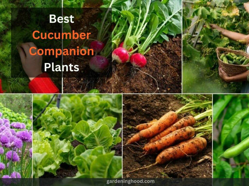 12 Best Cucumber Companion Plants: What to Grow with Cucumber Plants