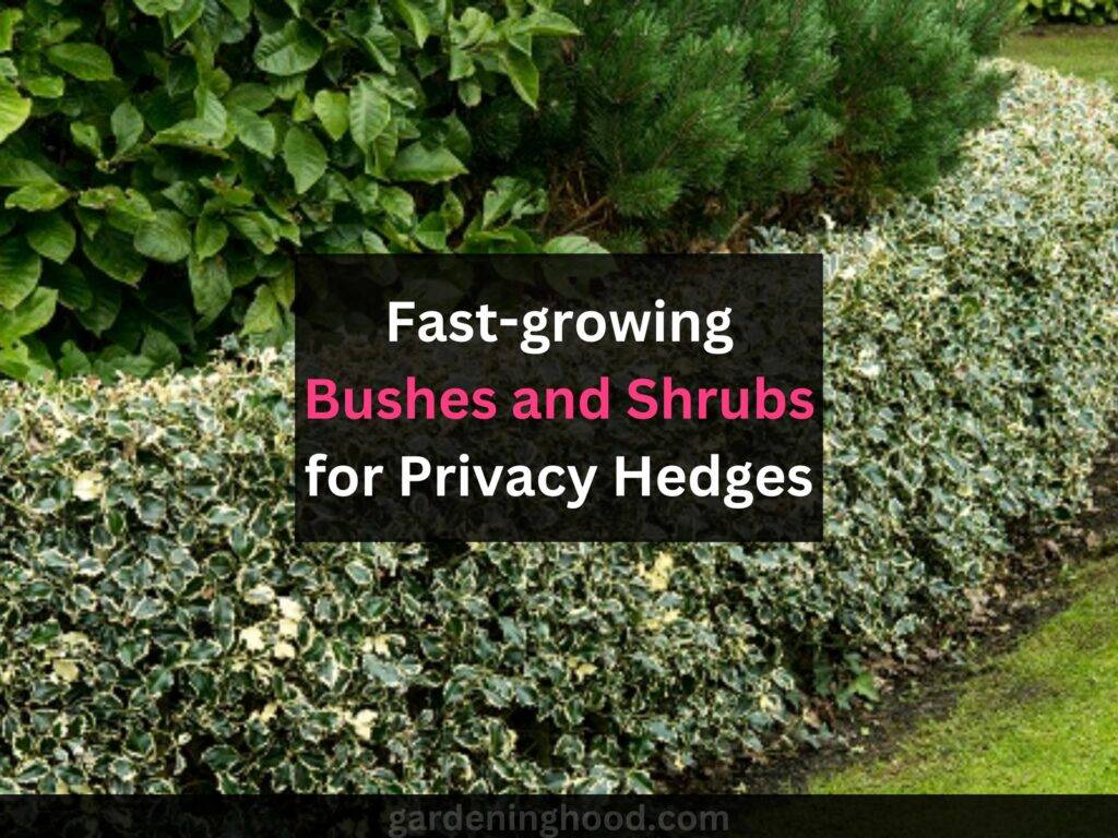 fast growing bushes and shrubs for privacy hedges
