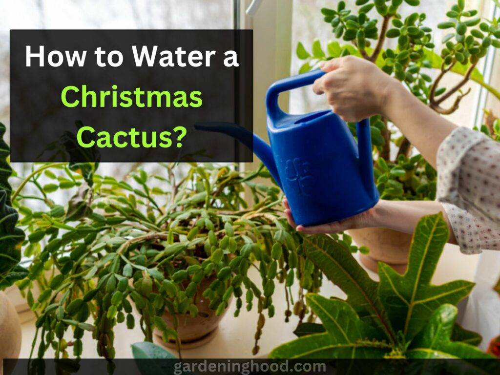 watering christmas cactus