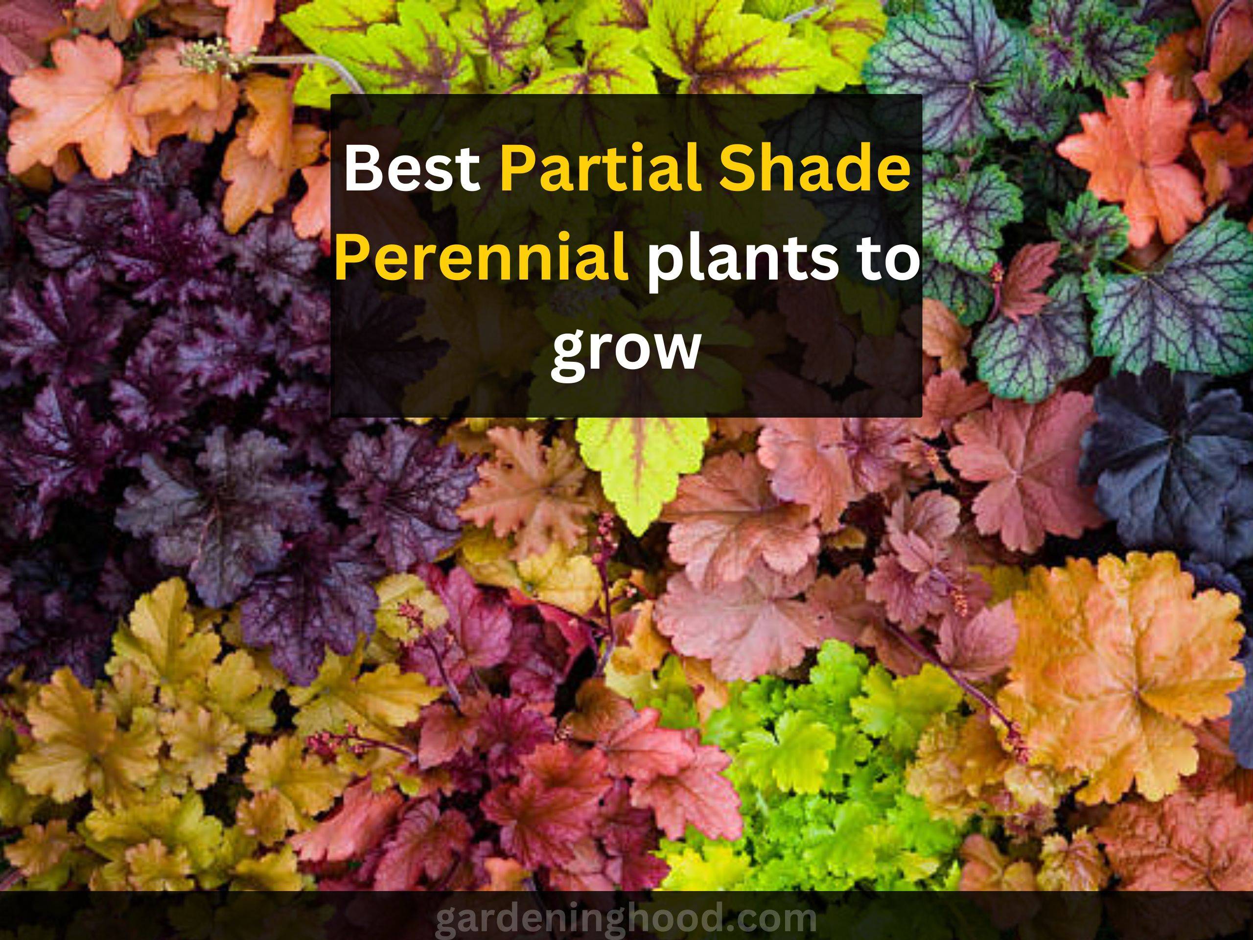 best partial shade perennial plants