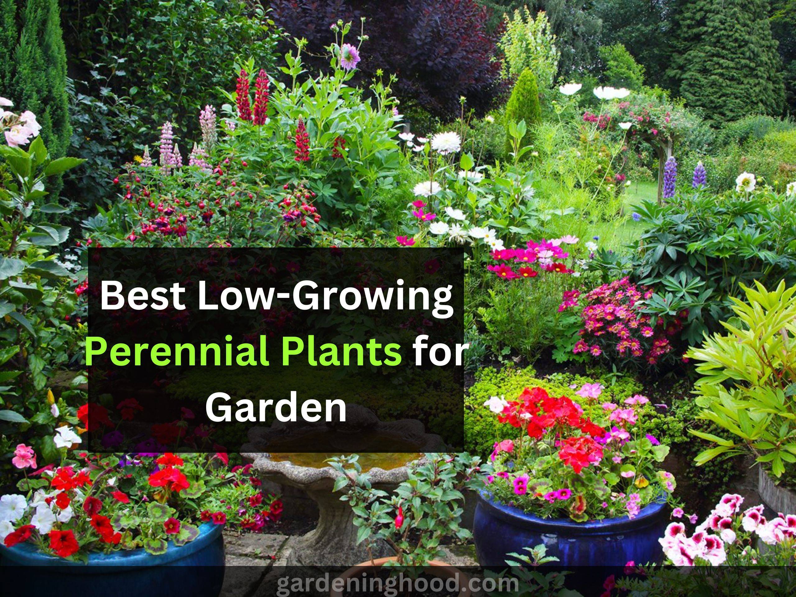low growing perennial plants