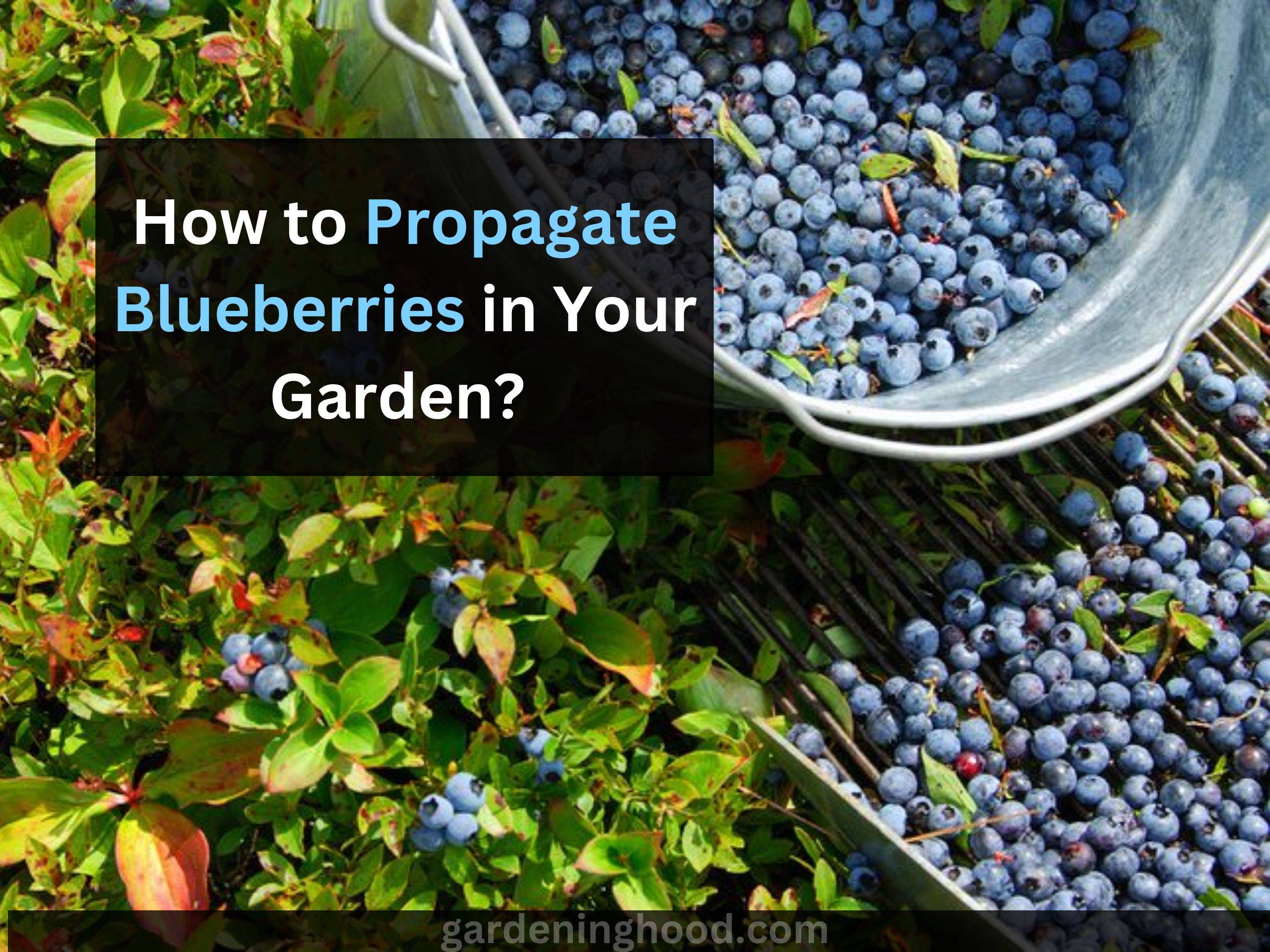How to Propagate Blueberries in Your Garden (Growing Tips)