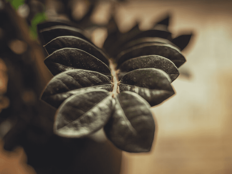 How to Grow & Care for Philodendron Hederaceum 'Moonlight' (2023)