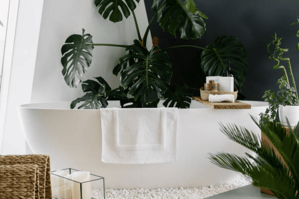 Humidity-loving Indoor Bathroom Plants