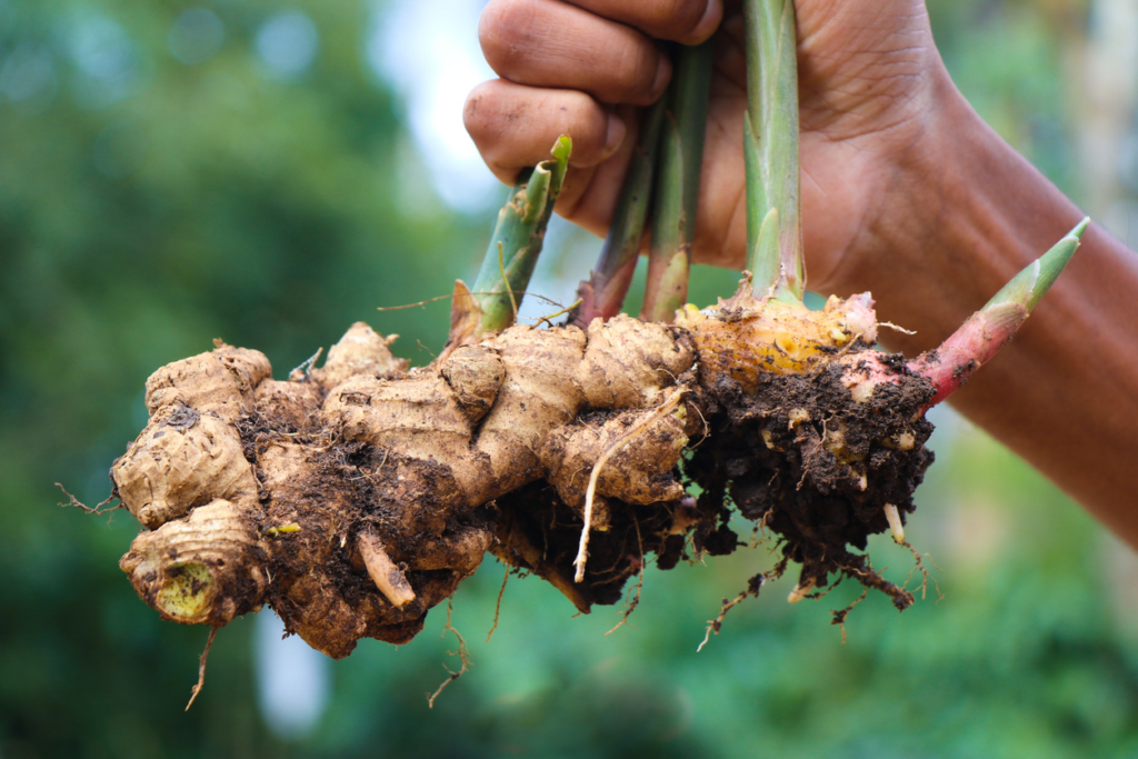 Best Containers for Growing Ginger