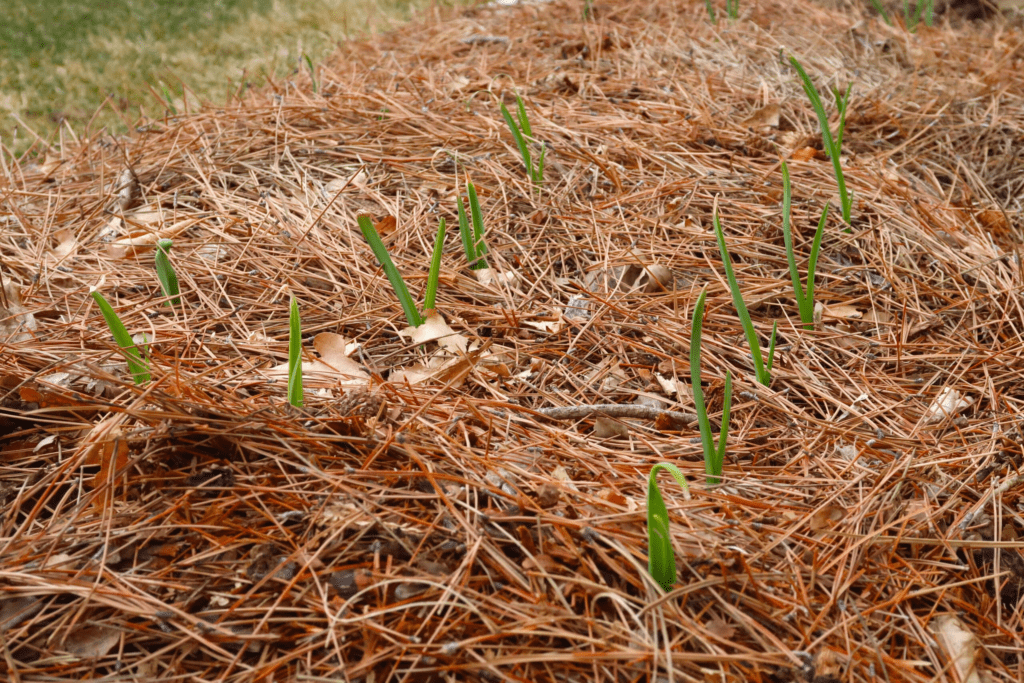 Pine Needle Mulch: Everything You Should Know About It.