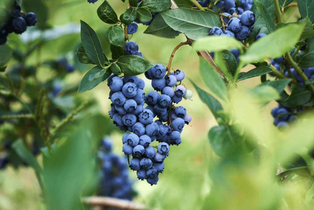 Propagate Blueberries in Your Garden 