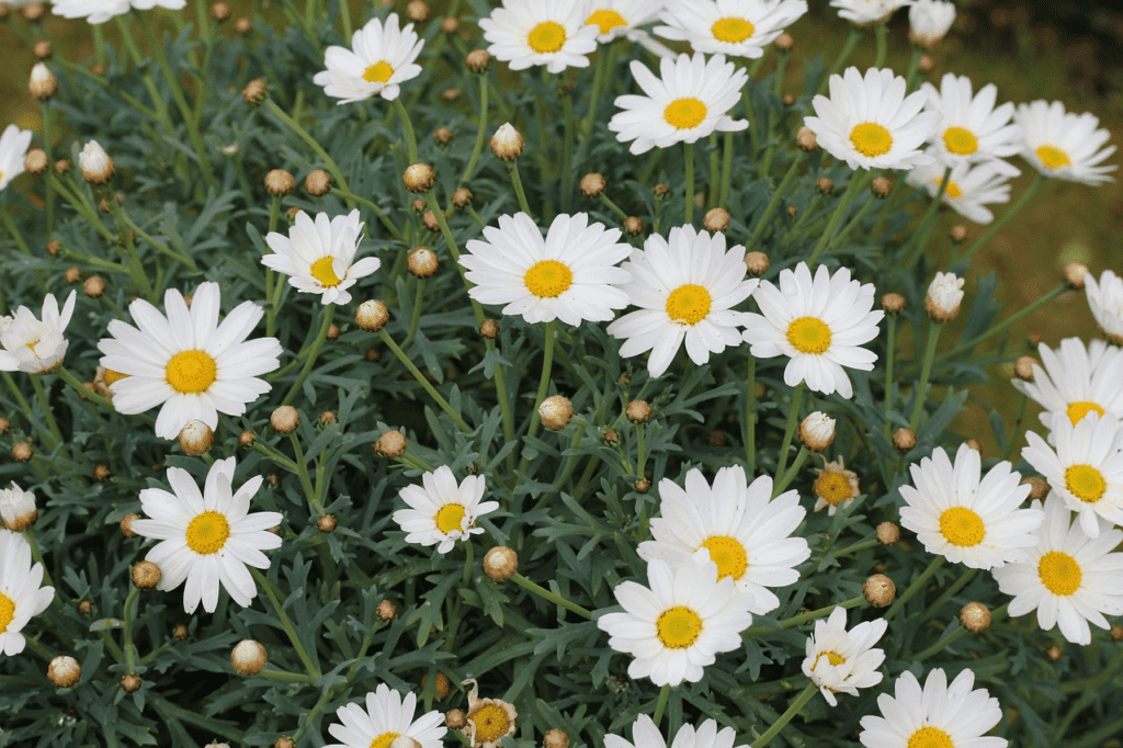 best species of daisies