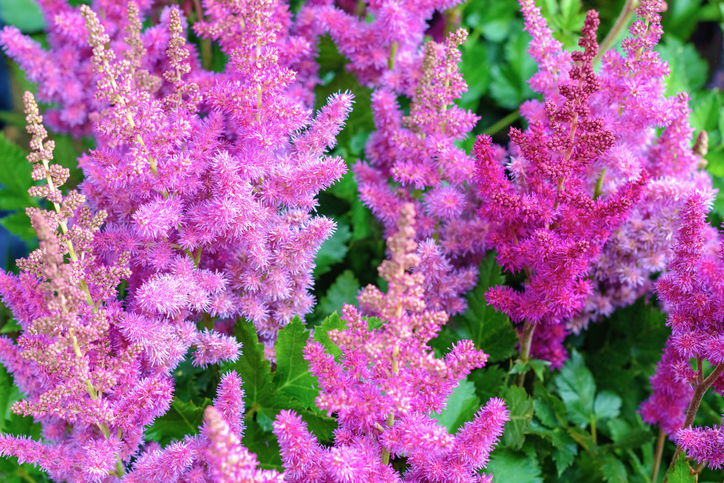 30+ Best Pink Bell-Shaped Flowers To Grow In Your Garden