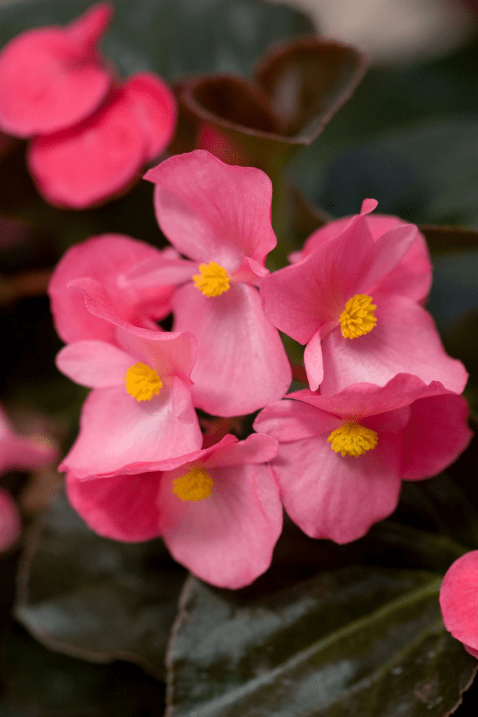 30+ Best Pink Bell-Shaped Flowers To Grow In Your Garden