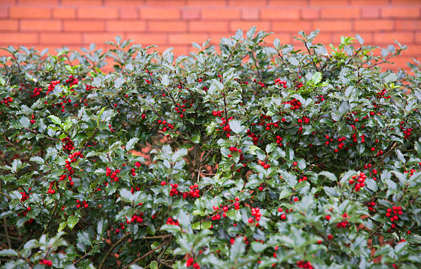 Fast-growing Bushes and Shrubs for Privacy Hedges