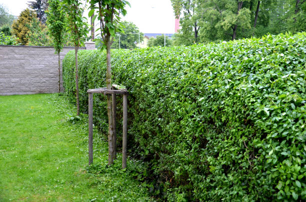 Fast-growing Bushes and Shrubs for Privacy Hedges